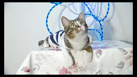 Cat Photography