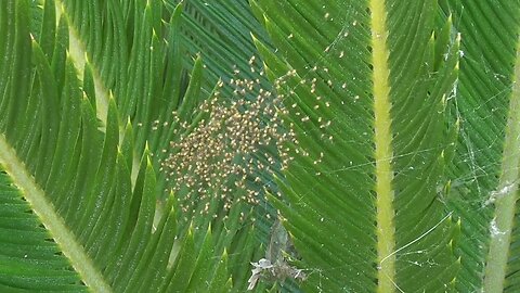 The 2º eggs of the 🕷 Argiope Bruennichi have hatched.