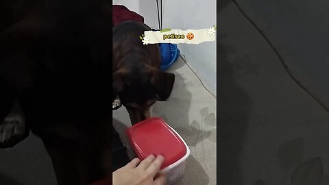 Eu quero petisco 🍪🐕