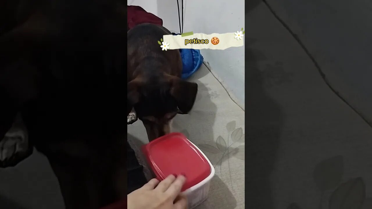 Eu quero petisco 🍪🐕