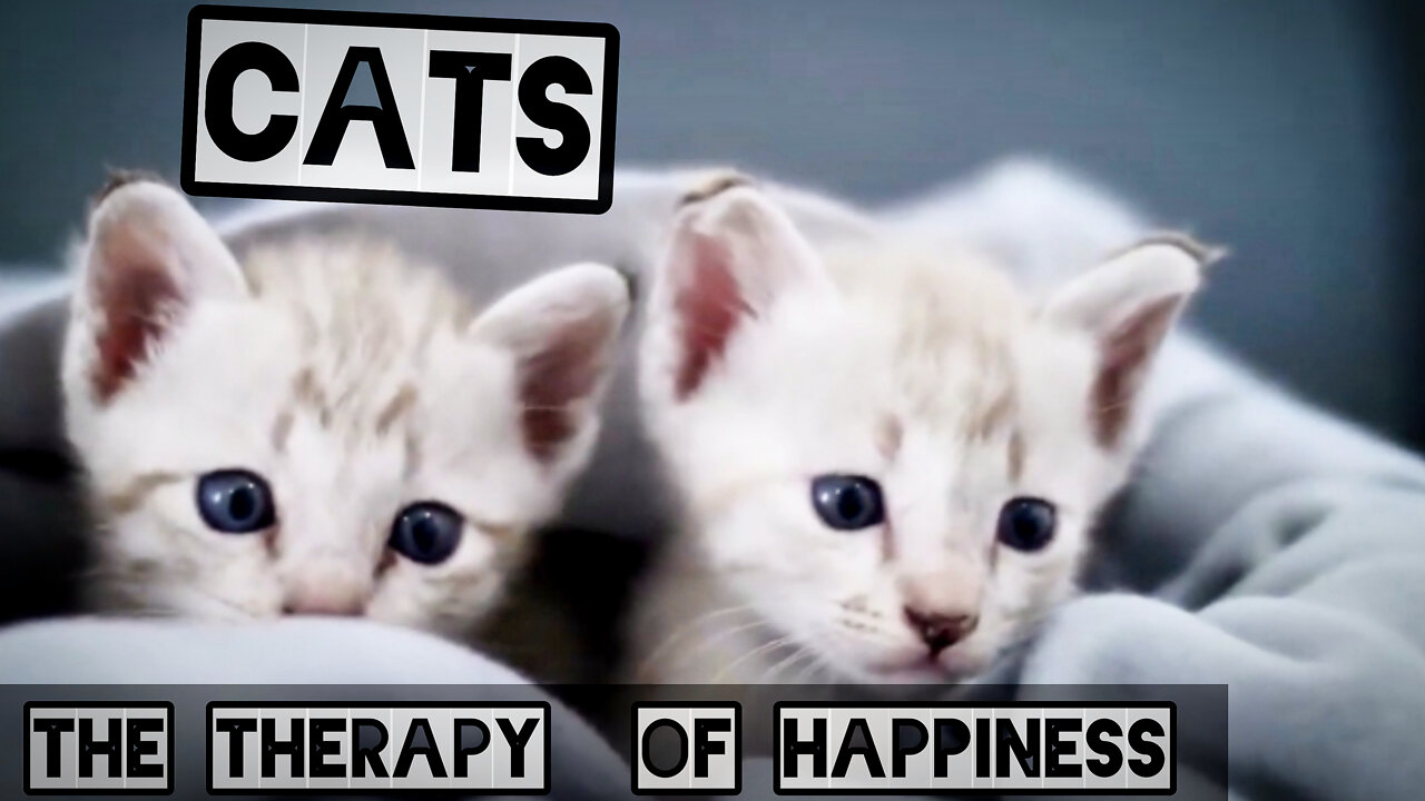 CATS - THE THERAPY YOU NEED FOR YOUR MENTAL HEALTH