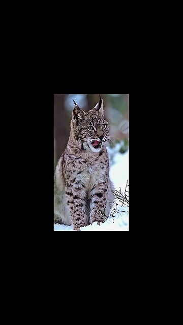 A real fighting kitty