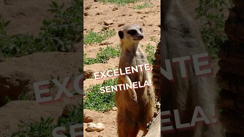 EXCELENTE SENTINELA! | #shorts