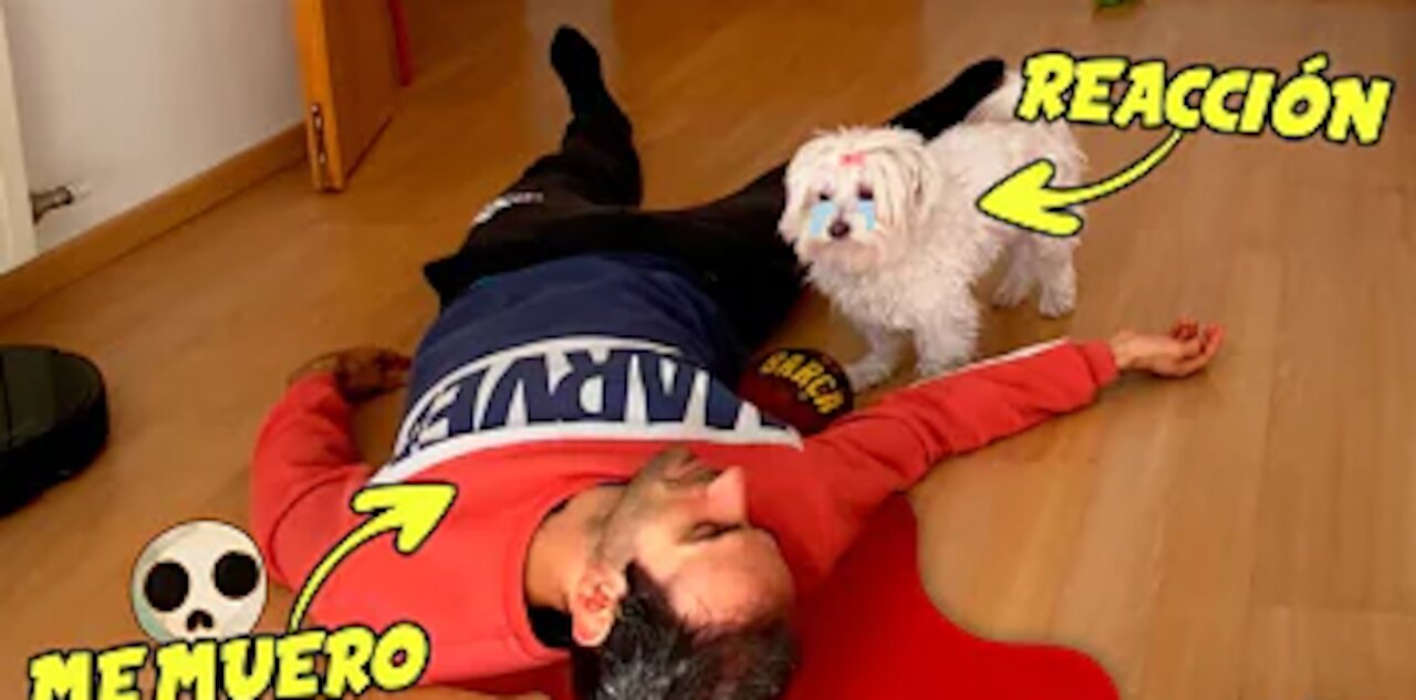 how my dog reacts to my death
