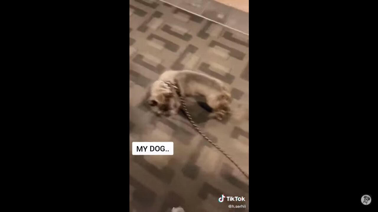 Other's dogs vs My dog - Funny dog