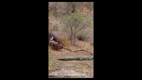 hippo confront crocodile