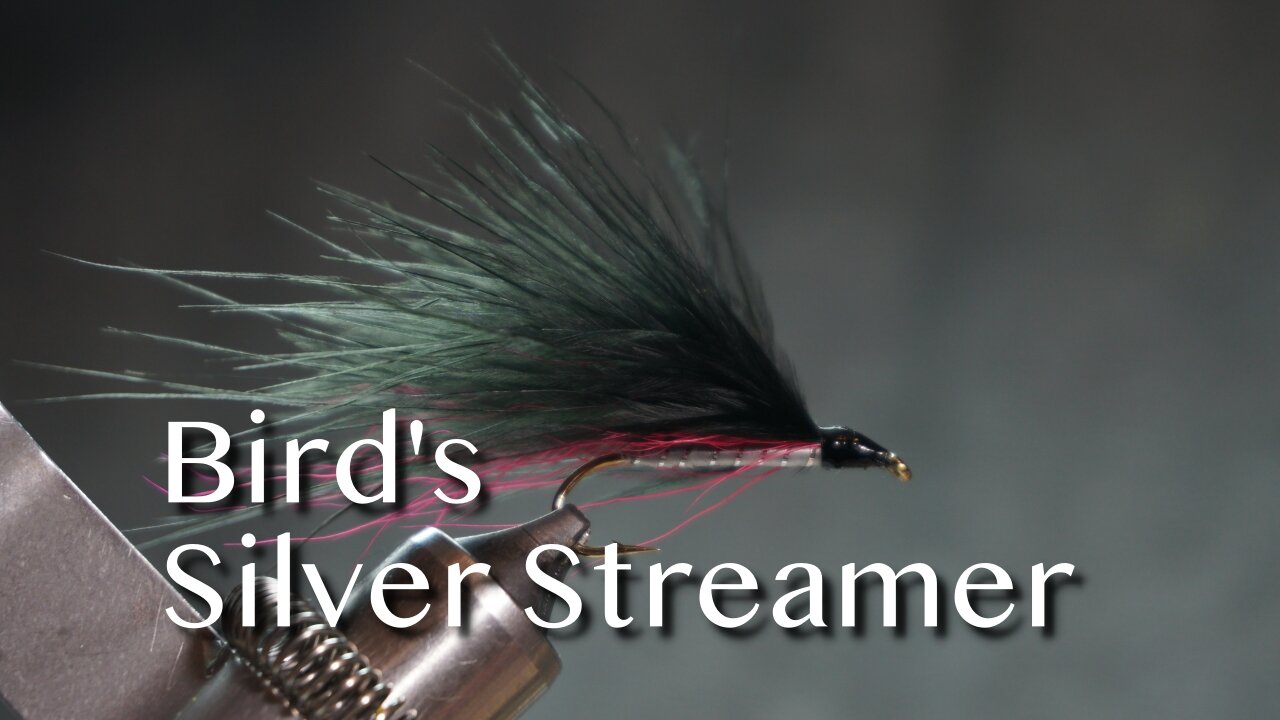 Bird’s Silver Streamer