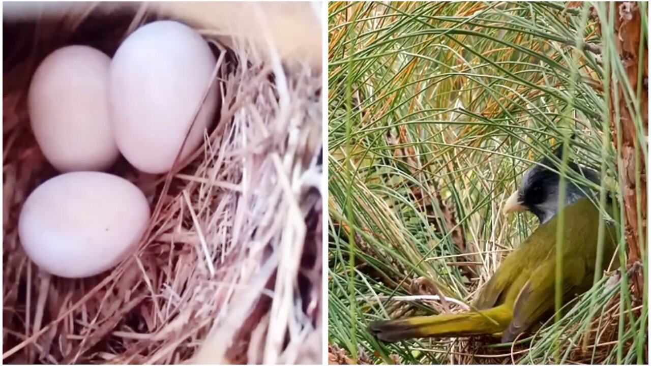 I just found out that there are small bird eggs in the nest