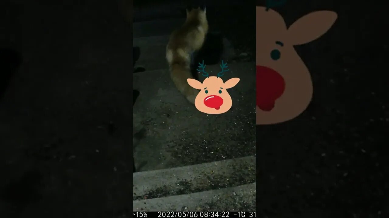 Rudolph's Head Visits #Shorts 🎄