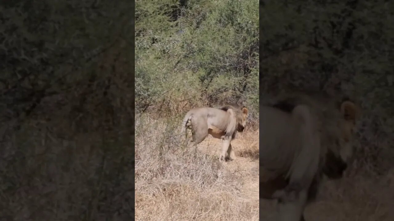 Lion in the Bushveld #wildlife #lion