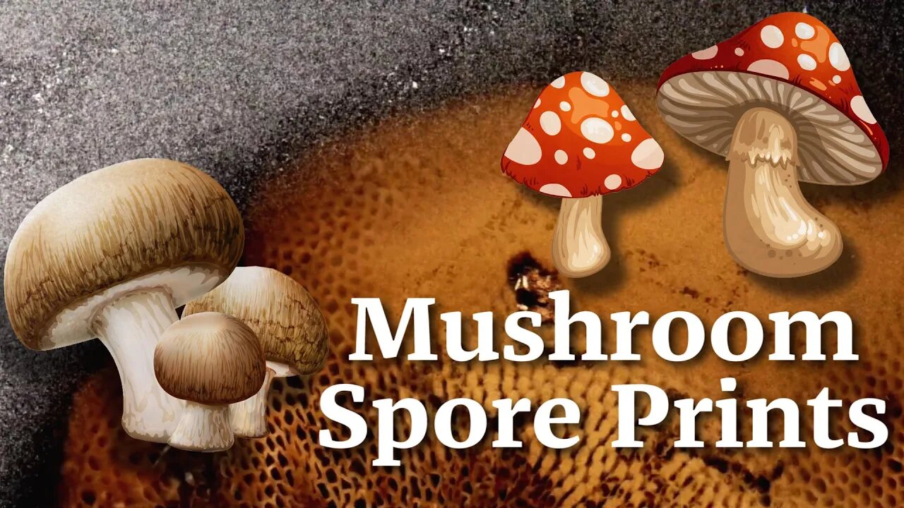 How to Make Mushroom Spore Prints