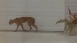 Bobcat spotted in neighborhood near Port St. Lucie