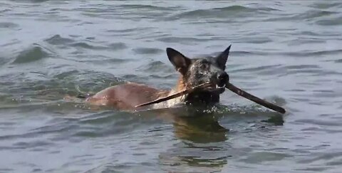 Why people loves dogs, here some reason video