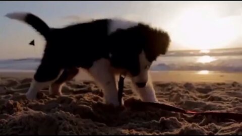 How beautiful the animals are playing.