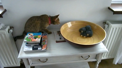 The Cat Steals His Favorite Toy From The Bowl.