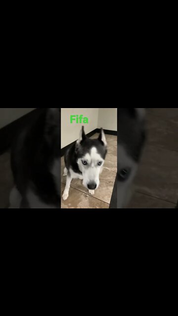 [Shorts 0167] FIFA [#dogs #doggos #doggos #puppies #dogdaycare]