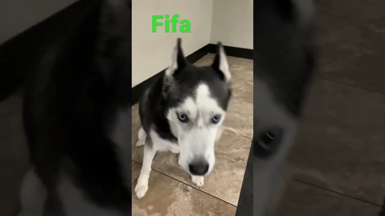 [Shorts 0167] FIFA [#dogs #doggos #doggos #puppies #dogdaycare]