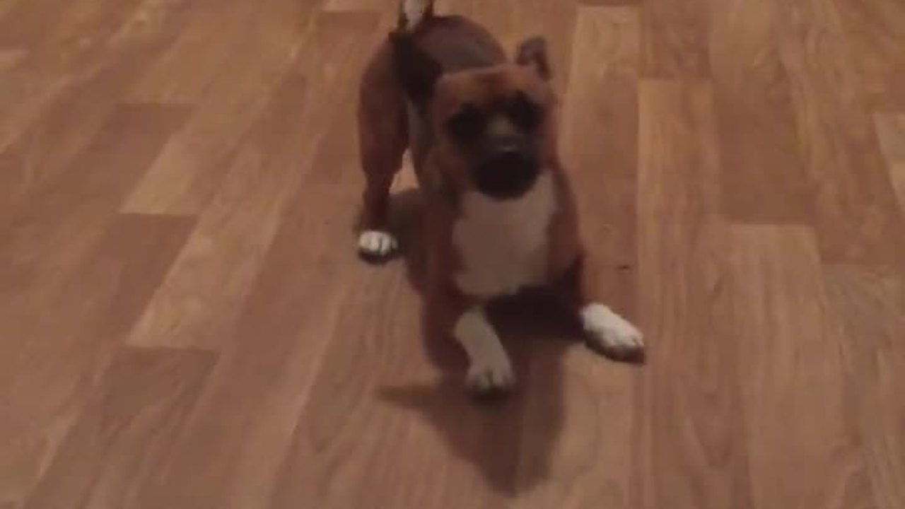 Dizzy pup can't stop spinning in circles