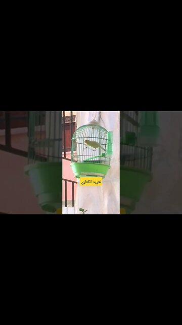 أجمل تغريد طائر الكناري كيوت روعة