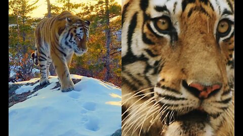 Tigers are hunting and hunting food on the snow