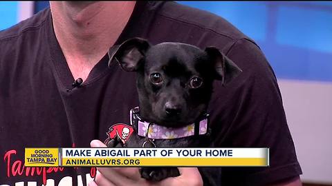 Rescues in Action Aug. 4, 2018 | Abigail seeks forever home