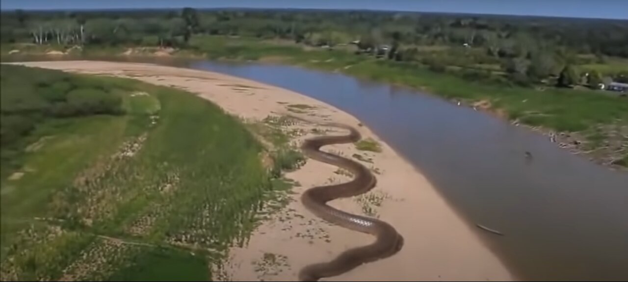 Yeaw--Giant Anaconda World's longest snake found in Amazon River