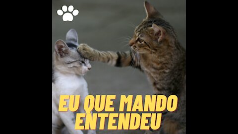 Gatinho inteligente, gatos engraçados, vídeos engraçados de gatos 2021