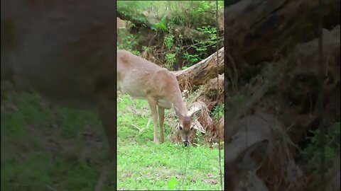 Deer in the woods