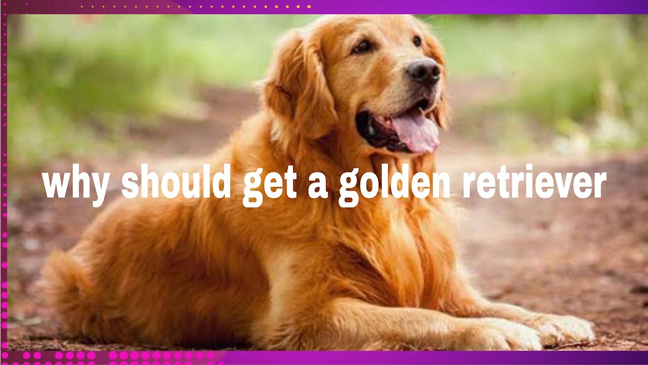 The gentle Golden Retriever is one of the worlds most popular family dogs.