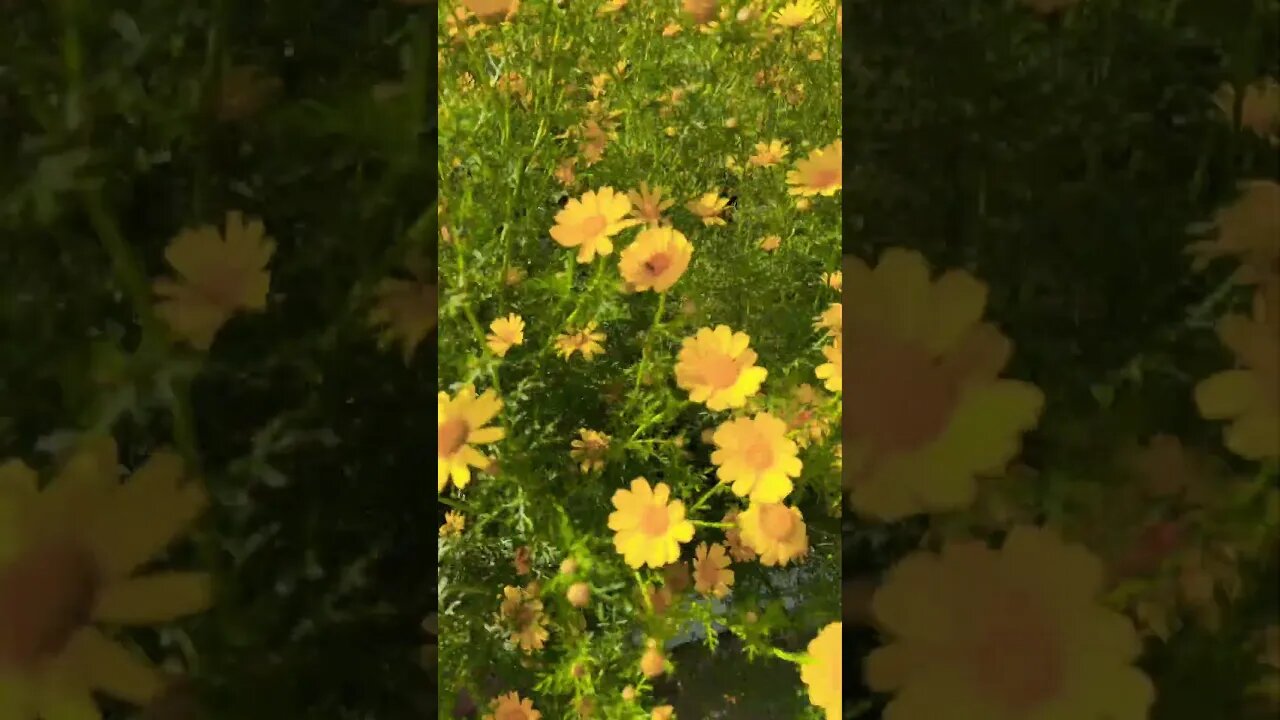 Watch the Yellow Crown Daisies