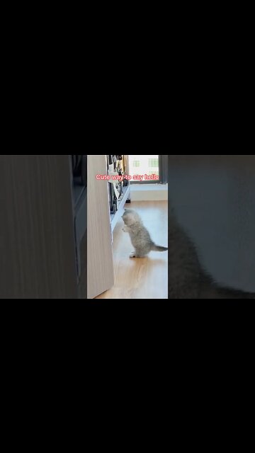 наши милые котики (3)