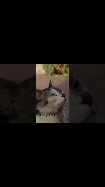 StrayCatShorts