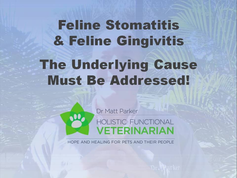 Feline Stomatitis & Gingivitis: The Underlying Cause Must Be Addressed!