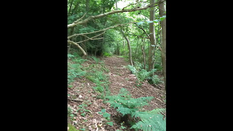 Walking the path of truth..in Langley Wood.