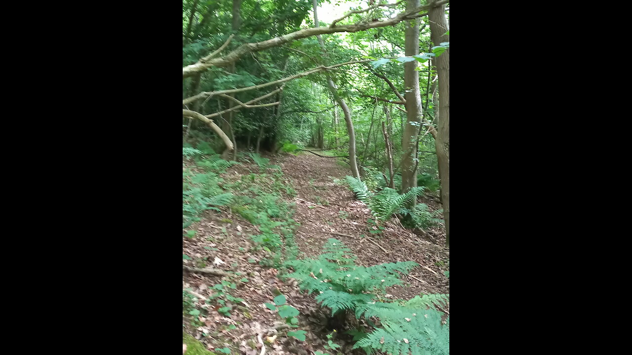 Walking the path of truth..in Langley Wood.