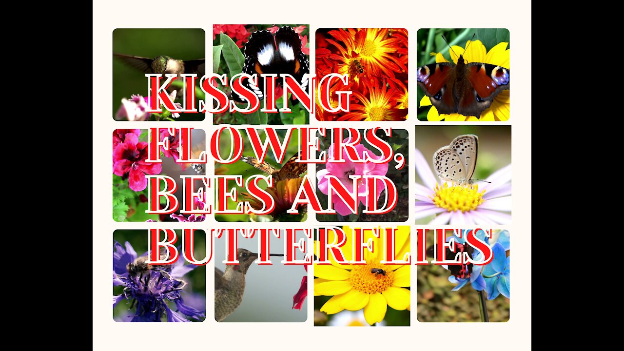 KISS FLOWER, BEES AND BUTTERFLIES