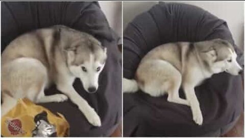 Husky descarada rouba comida e não disfarça cara de culpa