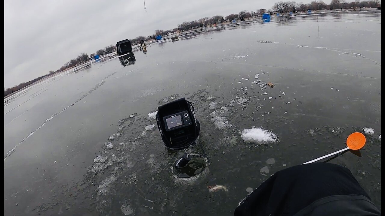 INSANE Yellow Perch Bite!