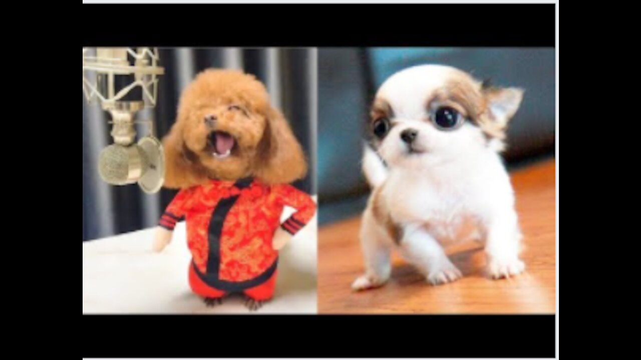 Cute Puppies singing and funny Videos
