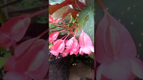 My Flower #shorts #shortsvideo