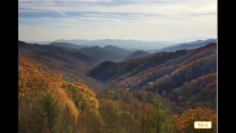 Temperate Deciduous Forest Habitat