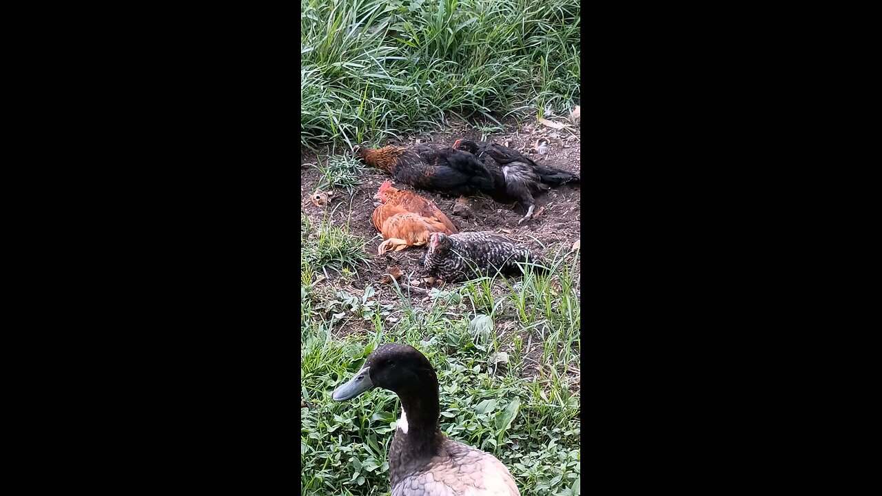 Dust bathing gets interrupted