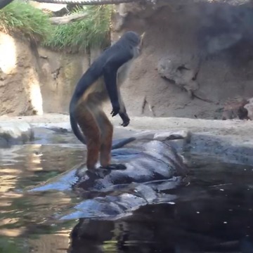 This Monkey Hitches A Ride On A Hippo!