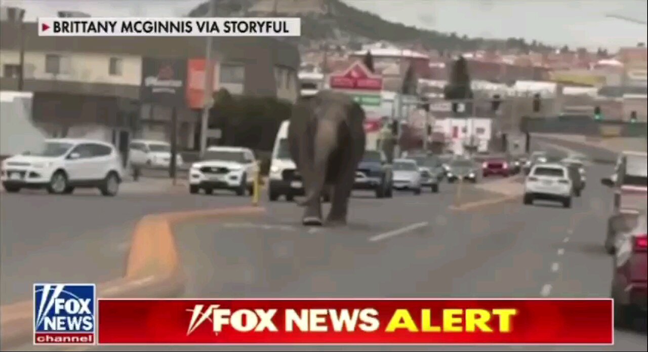 Elephant Escapes Circus Custody (From JGM's Prophecy Fulfilled)