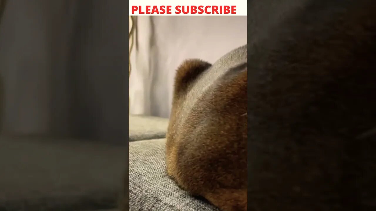 funny dog and cat 🐩🐈 #shorts...