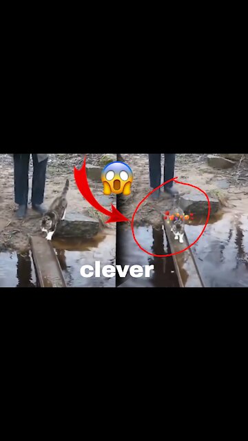 You will be SHOCKED with this little cat's smartness !