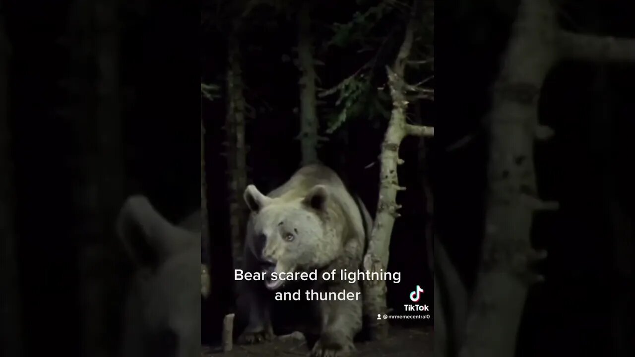 Even bears are scared of thunder #memes #animals #nature #memesdaily #subscribe #lol