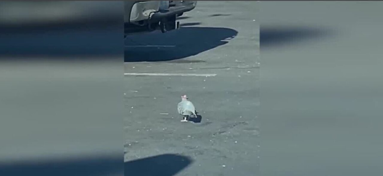 Animal advocate talks about pigeons in hats