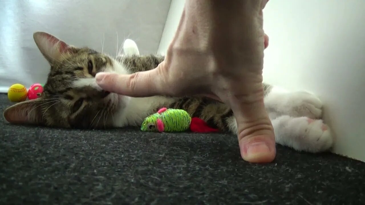 Small Cat Is so Sleepy