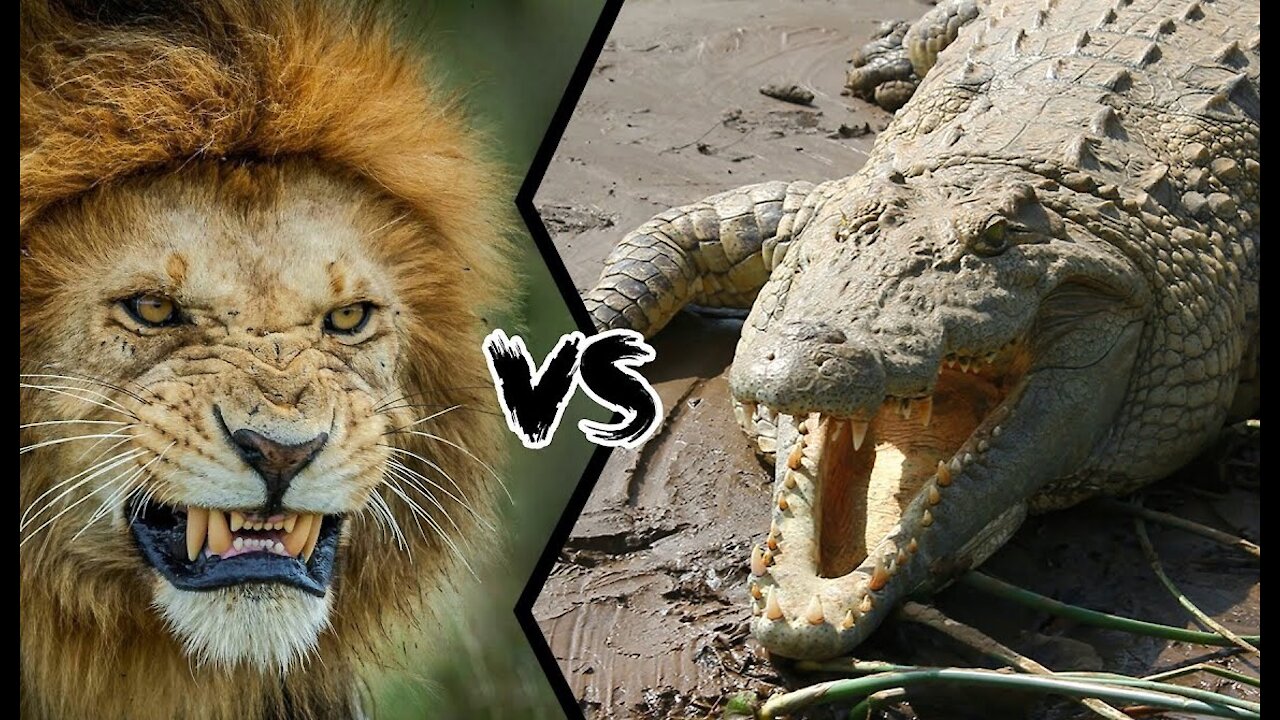 King of The Jungle, Lion vs Crocodile Real Fight